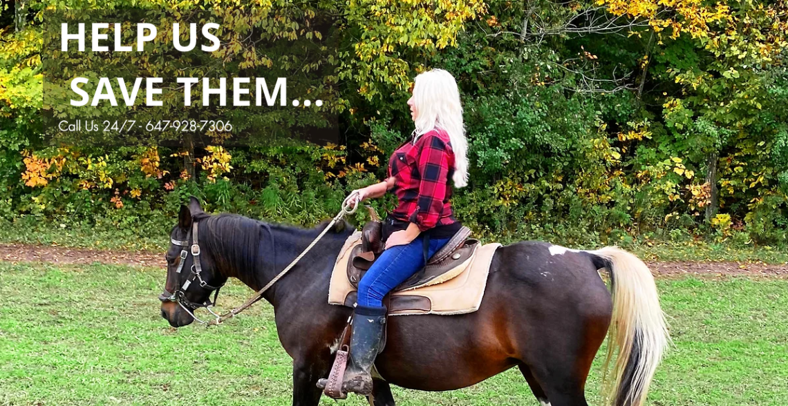 Horse Rescue Foundation